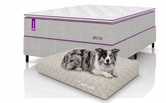 Cama box com Colçhão Casal D33 Atrio 138x188 + Cama Pet 80X60 Smartz